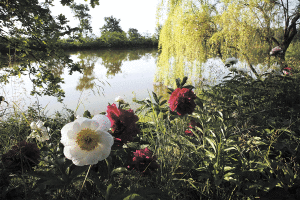 PEONIE-LA-PANCALERA