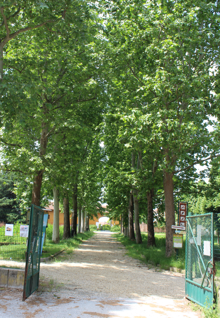 alberi-parco-cascina-vigna