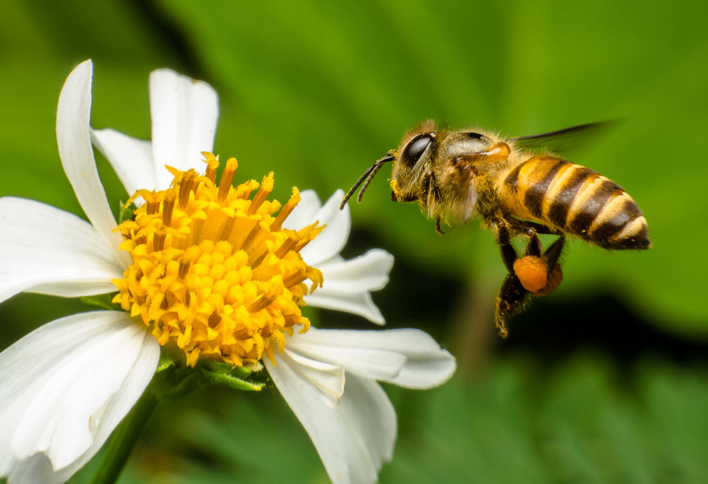 Il miele del Gerbasso a Parla Con Me® per la giornata mondiale delle api
