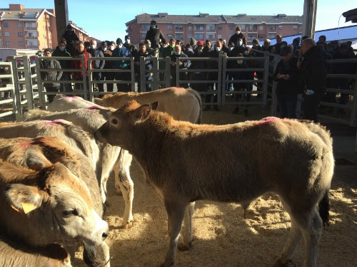 Nuovo appuntamento a Carmagnola per le aste dei bovini